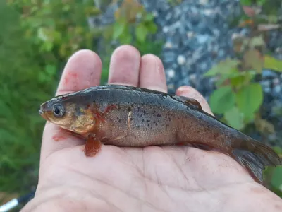 Pelasgus marathonicus (Маратонский гольян) | ВСЕ О ПРЕСНОВОДНЫХ РЫБАХ