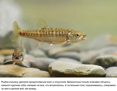 Чуб Alburnoides Bipunctatus Рыба Под Водой — стоковые фотографии и другие  картинки Гольян - Гольян, Озеро, Пруд - iStock