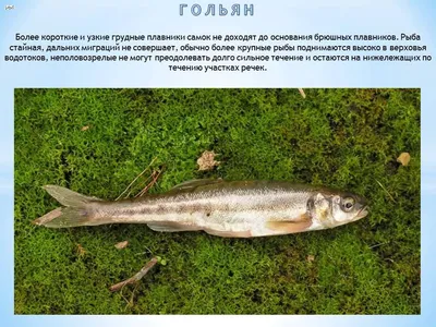 Гольян озерный - Phoxinus percnurus (Pallas). Что это за рыба? | Рыбалка с  FishManual.ru! | Дзен