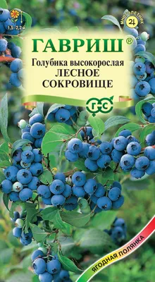 Лекарство от старости и кладезь витаминов. Чем полезна голубика? -  28.07.2019, Sputnik Беларусь