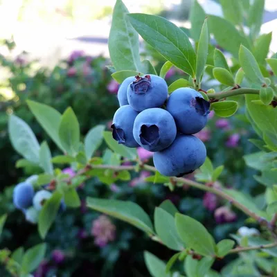 Голубика садовая (Vaccinium corymbosum `Bluegold`) - Голубика - Кустарники  - Каталог - LESKOVO-PITOMNIK.ru