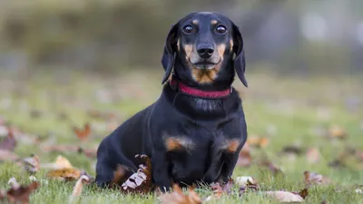 Немецкая гончая (German Hound) (Породы собак) охотничьи собаки, гончие  собаки, охотничьи породы собак, гончая фото, охотничьи породы, охотничьи  собаки фото, немецкая гончая фото, немецкая гончая с Энциклопедия о  животных EGIDA.BY