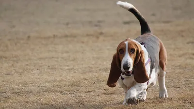 Бигль (англ. Beagle — гончая) — порода собак. Среднего размера, внешне  сходна с фоксхаундом, но мельче, с более короткими.. | ВКонтакте