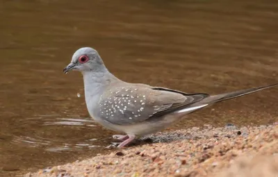 Кольчатая горлица (Streptopelia decaocto). Птицы Европейской России.