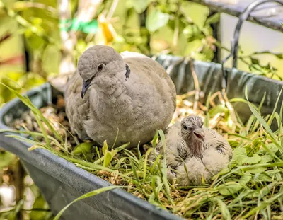 Горлица кольчатая (Streptopelia decaocto). Фотогалерея птиц. Фотографии птиц  России, Беларуси, Украины, Казахстана, Таджикистана, Азербайджана.