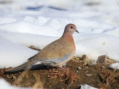 Малая горлица - eBird