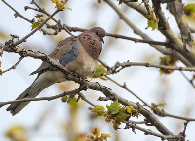 Ошейниковая горлица - eBird