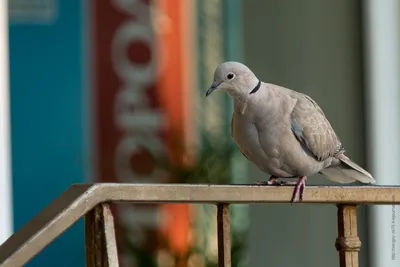 Mourning Dove - Плачущая Горлица. Photographer Etkind Elizabeth