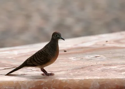 Горлица малая (Streptopelia senegalensis). Фотогалерея птиц. Фотографии птиц  России, Беларуси, Украины, Казахстана, Таджикистана, Азербайджана.