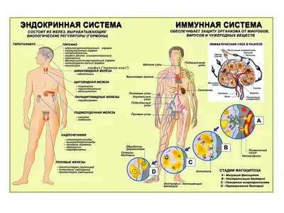 Гормоны. Как они нами управляют, и как мы можем ими управлять.