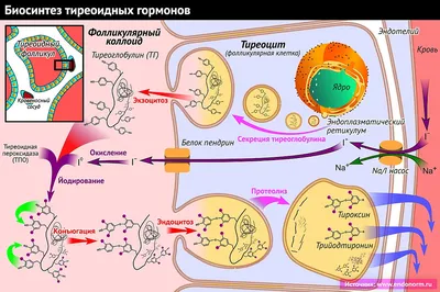 Как работают гормоны в организме человека? | Здоровый и спортивный Блог |  Дзен