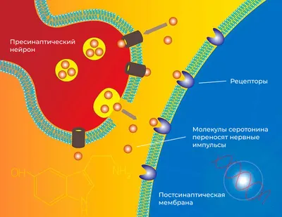 Какие гормоны отвечают за красоту женщин и как держать их \"на уровне\"?