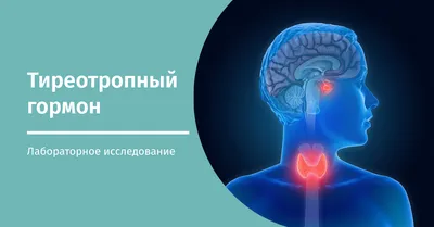 6 стадий любви: откуда берутся бабочки в животе и какой гормон убивает  желание изменять | Подкаст «Стопроцентная медицина» | Дзен