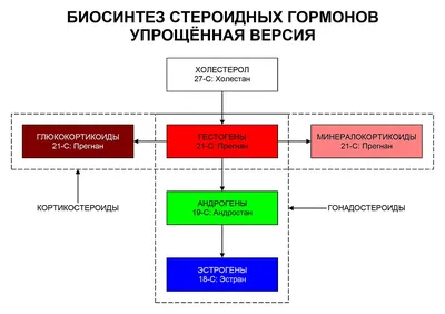 Женские гормоны. Эстрогены - БСМП Гродно