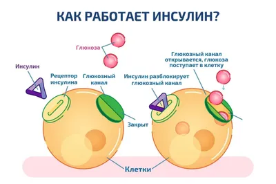 Гормоны — все статьи и новости - Индикатор