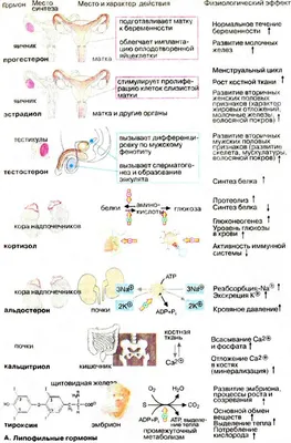 Липофильные гормоны