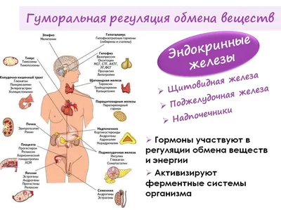 Гормоны я пить не буду, от них поправляются!» | Клиника Добрый Доктор г.  Красноярск