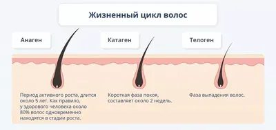 Гормоны и их влияние на человека | Популярная соматипология | Дзен