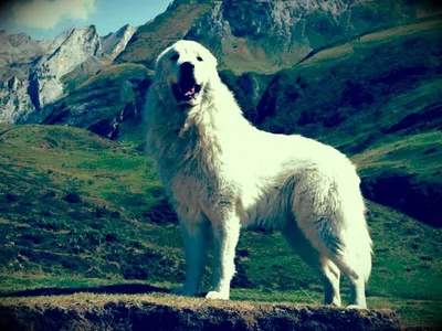 Пиренейская овчарка (Pyrenean Mountain Dog) (Породы собак) пиренейская  горная собака, пиренейская собака, пиренейская горная собака фото, пиренейская  горная собака купить, щенки пиренейской горной собаки Энциклопедия о  животных EGIDA.BY