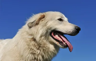 Пиренейская Горная Собака Щенок / Puppy Great Pyrenees, Donik Style  Charutti!) | Этот обалденный парень Пиренейской Горной Собаки может стать  не только надёжным охранником, но и самым преданным, мыслящим другом для  того,