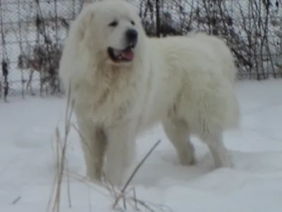 Пиренейская горная собака | Royal Canin UA