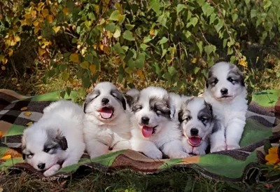 Pyrenean Mountain Dog - Пиренейская горная собака | Big dog breeds, Great  pyrenees dog, Giant dog breeds