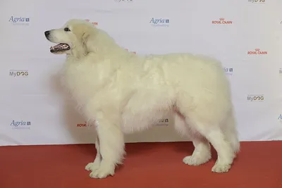 Пиренейская овчарка (Great Pyrenees Dog) - умная, активная и выносливая  порода собак. Фото, описание, отзывы.