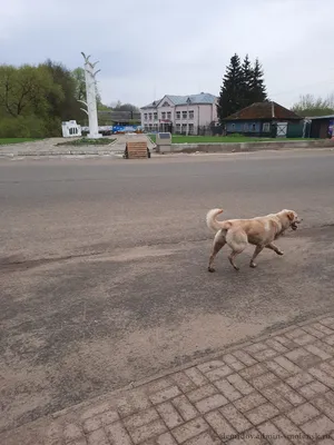 Посещение города Демидов в Смоленской области