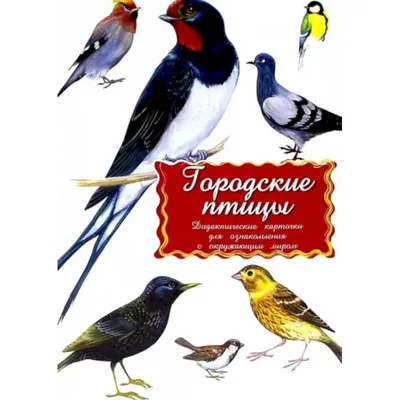 Набор - Городские птицы. 6 фигурок. Деревянные игрушки купить в  интернет-магазине Ярмарка Мастеров по цене 2630 ₽ – R66NORU | Вальдорфские  игры и наборы, Смоленск - доставка по России