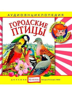 Городских птиц в Норильске становится больше