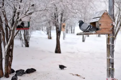 городские птицы | Wild Nature Photo