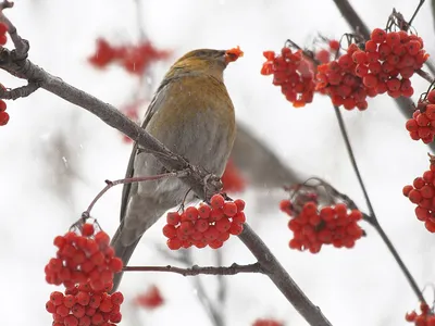 городские птицы | Wild Nature Photo