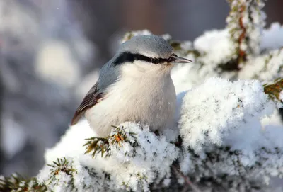 городские птицы | Wild Nature Photo