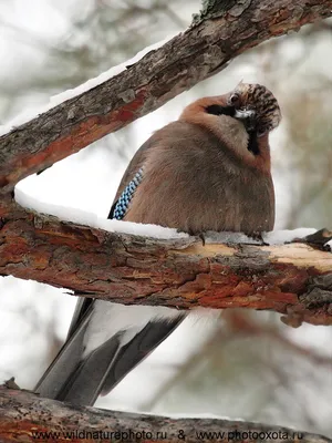 городские птицы | Wild Nature Photo