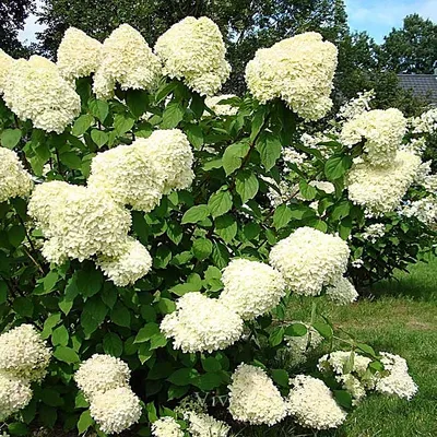 Гортензия метельчатая Ред Вельвет, Hydrangea Living Red Velvet | САД ПОЛТАВИ