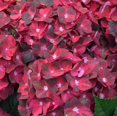 Гортензия древовидная (Hydrangea arborescens `Grandiflora`) - Гортензия  древовидная - Кустарники - Каталог - LESKOVO-PITOMNIK.ru