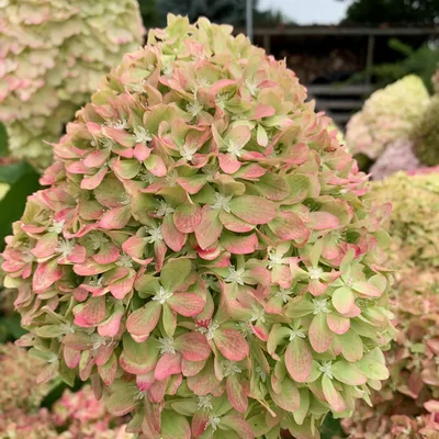 Гортензия древовидная (Hydrangea arborescens `White Dome`) - Гортензия  древовидная - Кустарники - Каталог - LESKOVO-PITOMNIK.ru