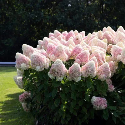 Гортензия метельчатая Grandiflora - ПАВЛОВСКИЙ ПИТОМНИК