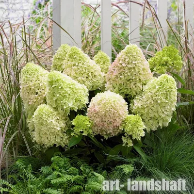 Купить Гортензия крупнолистная ПерфекшнHydrangea macrophylla Perfection - в  питомнике Флорини