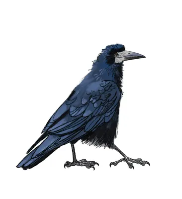 Грач Corvus frugilegus Rook