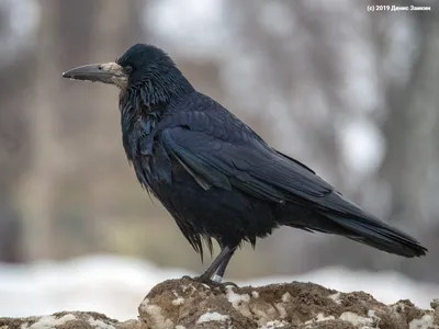 PHOTOS/aves/21 PASSERIFORMES CORVIDAE Corvus  frugilegus/bird_apart_Corvus_frugilegus200912121146-2