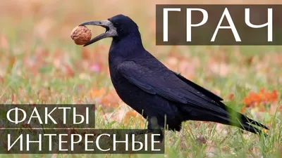 Грач - eBird