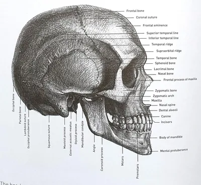 Рисование черепа | Artisthall - Художественная мастерская