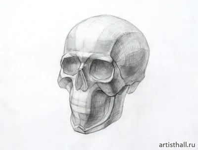 Skull in profile drawing | Картинки с черепами, Художественная анатомия,  Рисунок черепа