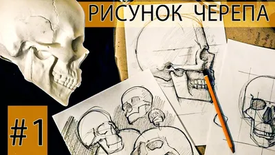 Рисунок «Скелет» - Графика 19-20 века купить в Москве | rus-gal.ru