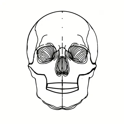 череп иллюстрация черепа ai скачать бесплатно бесплатно иллюстрация черепа  - Urbanbrush