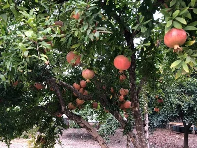 гранат-гранатик | In the flesh, Fruit, Pomegranate