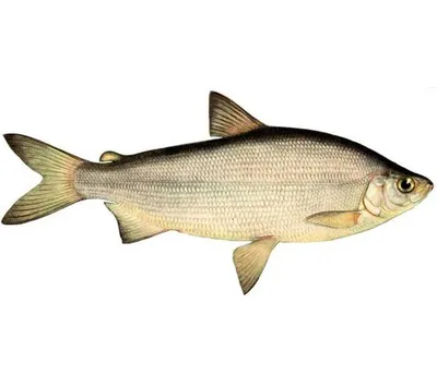 Отзыв о Рыба гренадер тушка Ocean Fish | Рыба вкусная