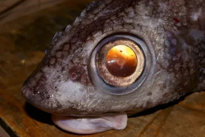 Вкус «глазастых» рыб, цены на них и необычные находки с глубин | Рыбалка и  ихтиология | Дзен
