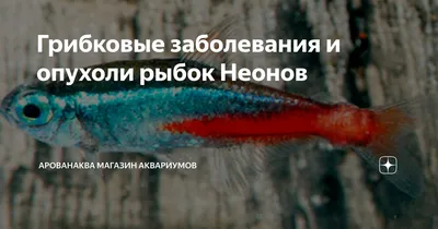 Грибковые заболевания и опухоли рыбок Неонов | АрованАква магазин аквариумов  | Дзен